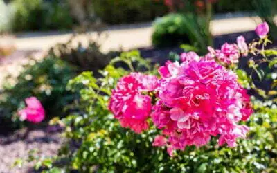 10 Arbustes pour fleurir votre jardin lors de l’arrière saison