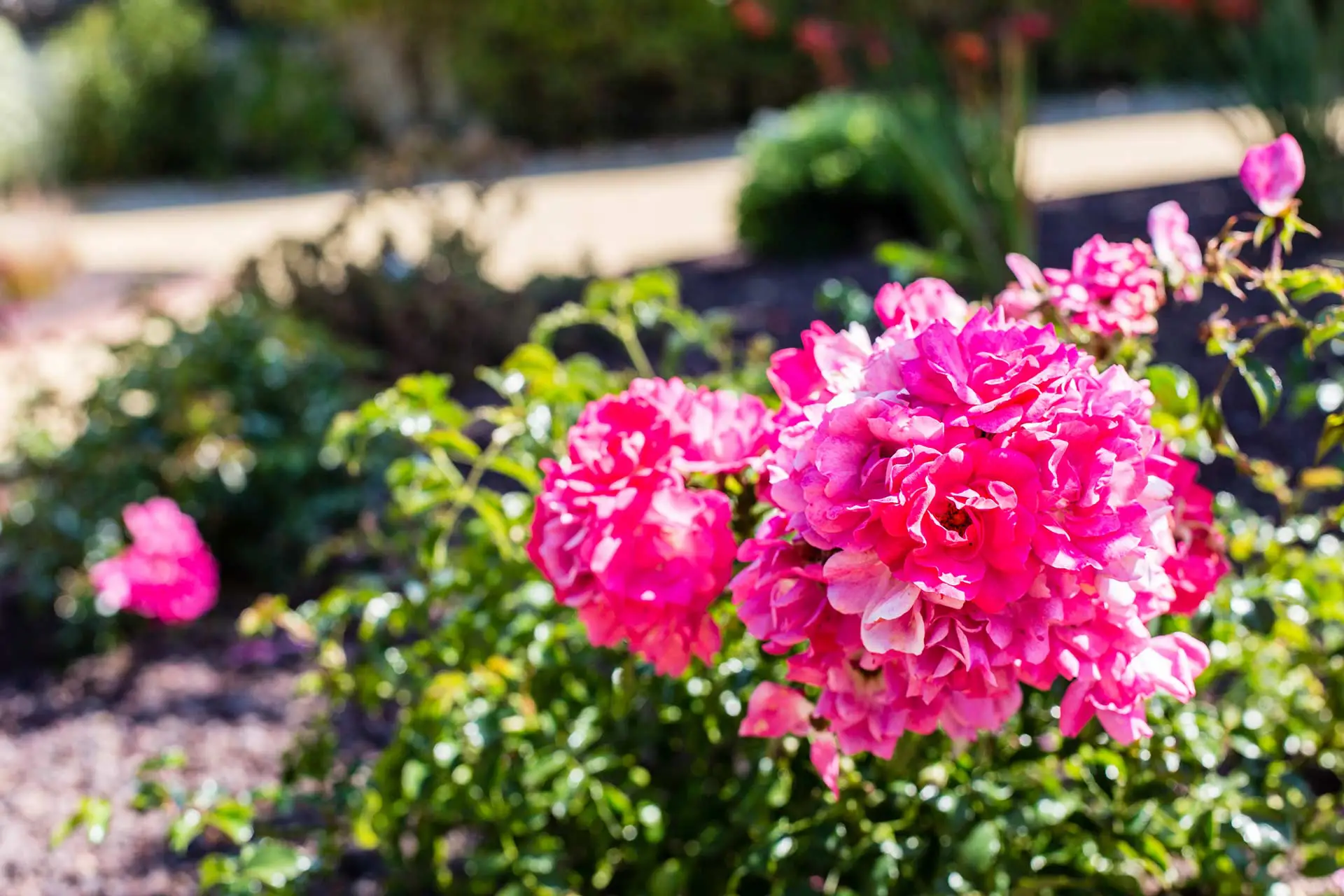 Paysagiste la Baule Guérande 7 10 Arbustes pour fleurir votre jardin lors de l’arrière saison