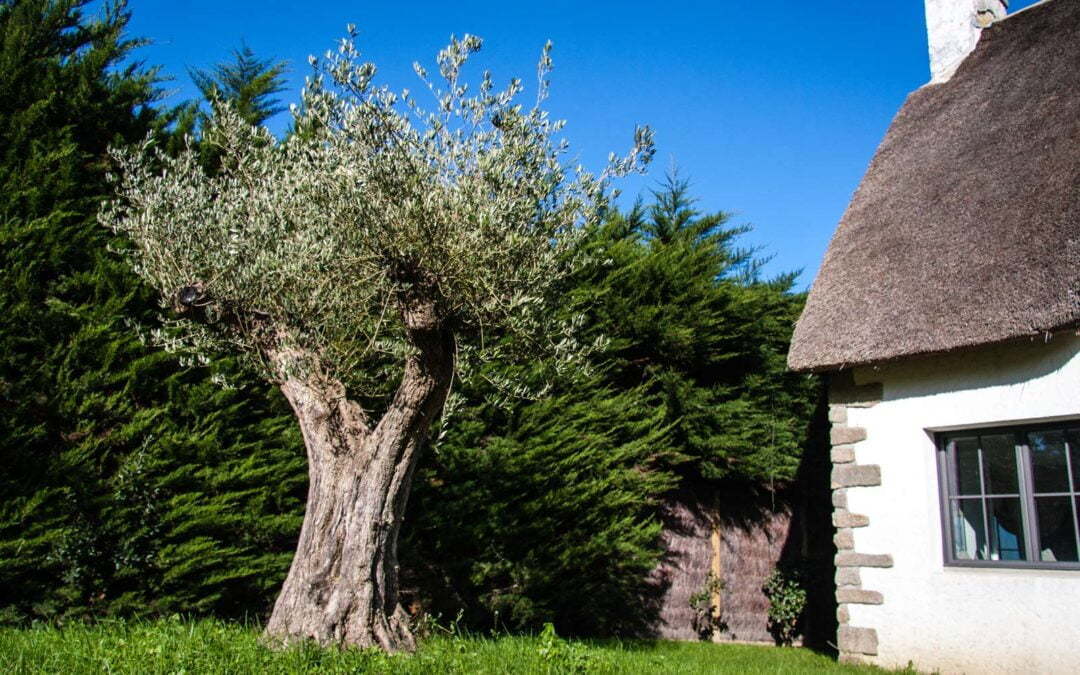 Le printemps arrive bientôt dans votre jardin